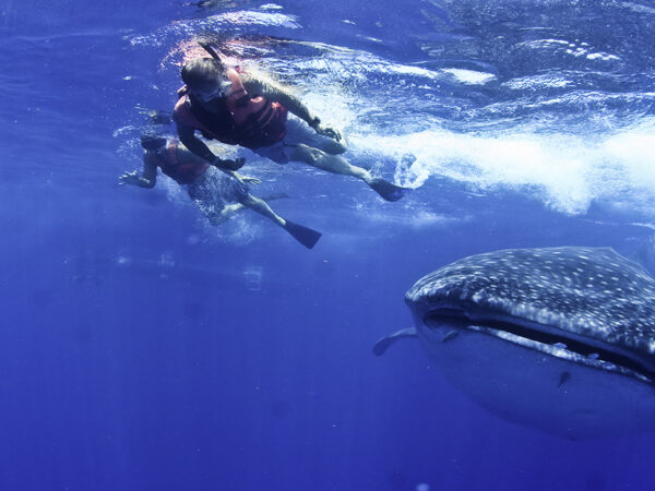 Snorkel y Avistamiento de Tiburón Ballena en Cancún