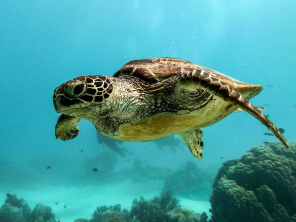 Tour a Tulum, avistamiento de tortugas en Akumal y nado en Cenote desde Cancún